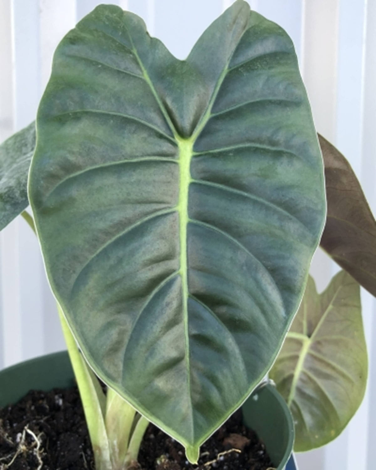 Alocasia Golden Bone starter