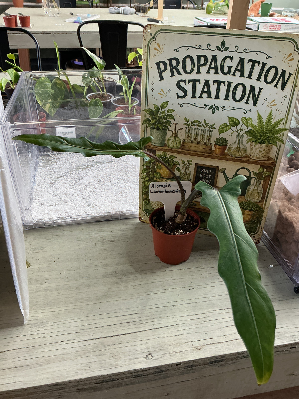 Alocasia Lauterbachiana
